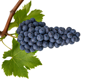 Tempranillo