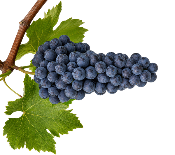 Weintraube Tempranillo