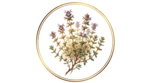 Thymian